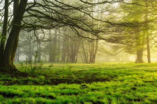 Beautiful Foggy Morning Forest Stock Picture