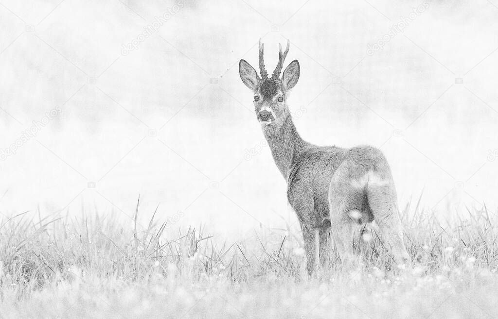 Roe deer buck( Capreolus capreolus ) - sketch
