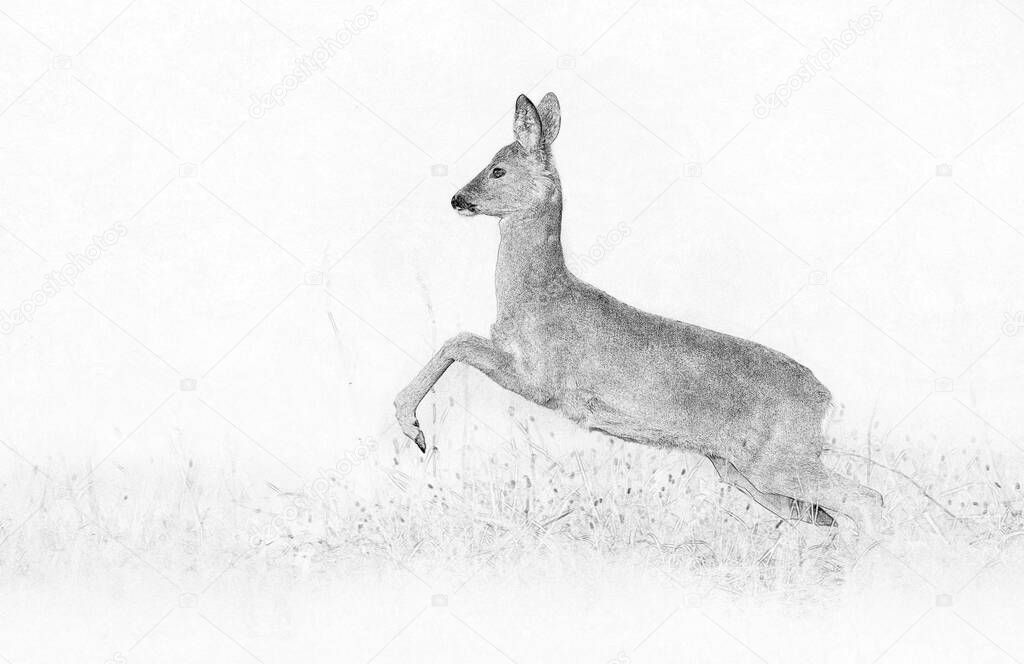 Roe deer ( Capreolus capreolus ) jumping - sketch