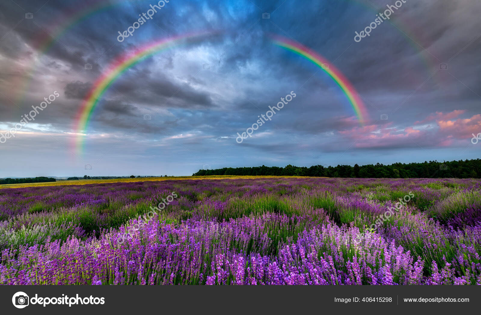 Belo Arco Íris Sobre Campos Lavanda — Foto © kwasny222 #406415298, image size:1600x1049