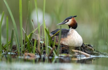 Büyük Armalı Yunus (Podiceps kriteri)