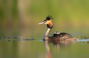 Sırtında bebekler olan büyük ibikli grebe (Podiceps kristali)