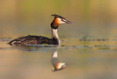 Büyük ibikli grebe (Podiceps kristali )