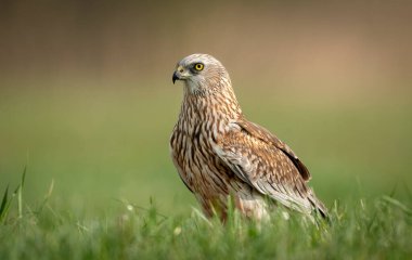 Western Marsh harrier (Circus aeruginosus) - erkek