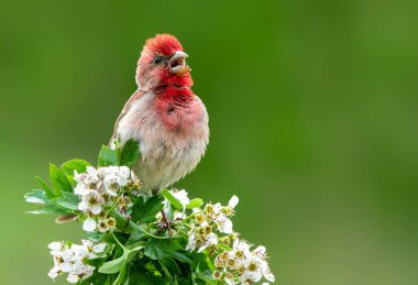 Genel gül ağacı (carpodacus erythrinus) erkek