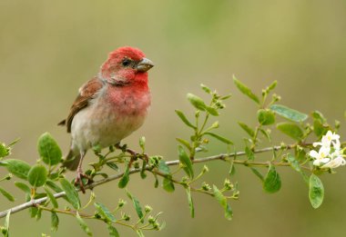 Genel gül ağacı (carpodacus erythrinus) erkek