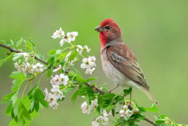 Genel gül ağacı (carpodacus erythrinus) erkek