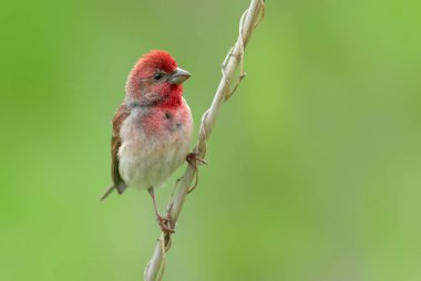 Genel gül ağacı (carpodacus erythrinus) erkek