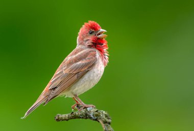Genel gül ağacı (carpodacus erythrinus) erkek
