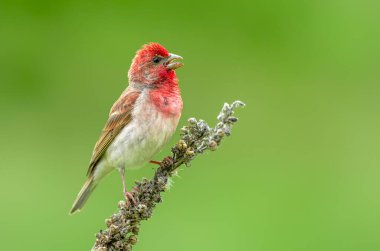 Genel gül ağacı (carpodacus erythrinus) erkek