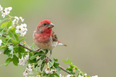 Genel gül ağacı (carpodacus erythrinus) erkek