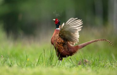 Halka yakalı Sülün (Phasianus colchicus) erkek
