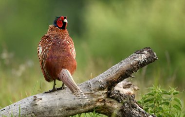 Halka yakalı Sülün (Phasianus colchicus) erkek