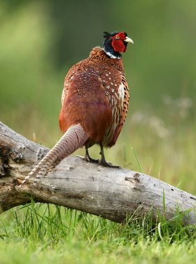 Halka yakalı Sülün (Phasianus colchicus) erkek