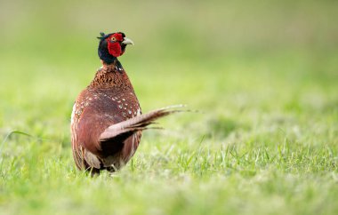 Halka yakalı Sülün (Phasianus colchicus) erkek