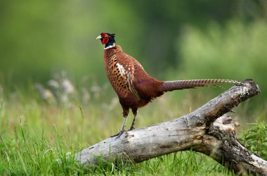 Halka yakalı Sülün (Phasianus colchicus) erkek