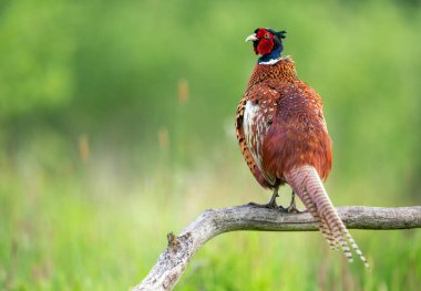 Halka yakalı Sülün (Phasianus colchicus) erkek