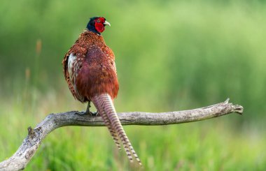 Halka yakalı Sülün (Phasianus colchicus) erkek