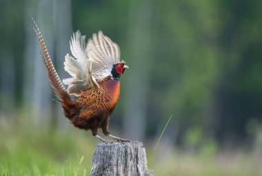 Halka yakalı Sülün (Phasianus colchicus) erkek