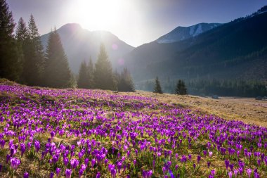 Kırsal çiçeklerle dolu güzel bahar manzarası