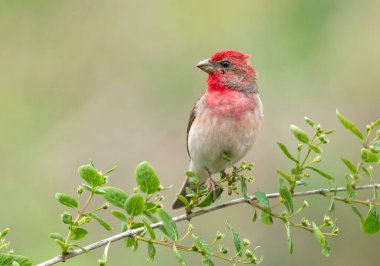 Genel gül ağacı (carpodacus erythrinus) erkek