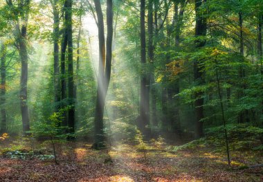 Yeşil ormanda güzel bir gün doğumu