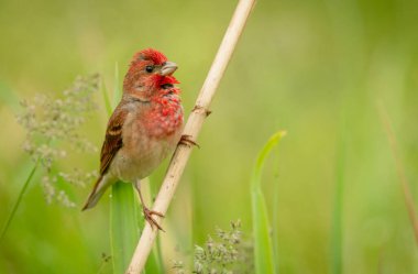 Genel gül ağacı (carpodacus erythrinus) erkek