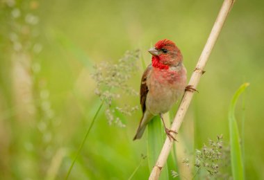 Genel gül ağacı (carpodacus erythrinus) erkek