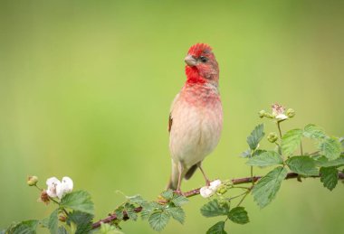 Genel gül ağacı (carpodacus erythrinus) erkek