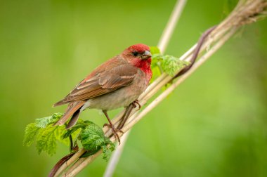 Genel gül ağacı (carpodacus erythrinus) erkek