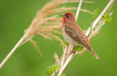Genel gül ağacı (carpodacus erythrinus) erkek