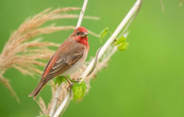 Genel gül ağacı (carpodacus erythrinus) erkek