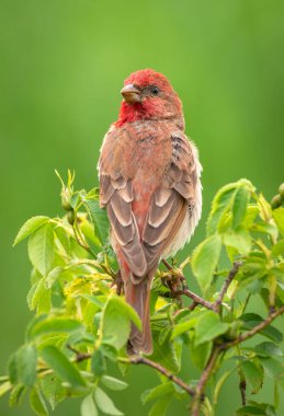 Genel gül ağacı (carpodacus erythrinus) erkek