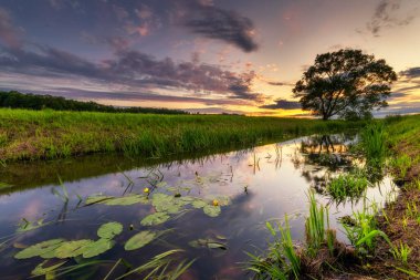 Nilüfer yaprakları ve yeşil çimlerle kaplı bir göletin üzerinde gün batımı.