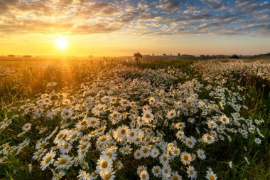 Papatya tarlasında güzel bir yaz gündoğumu