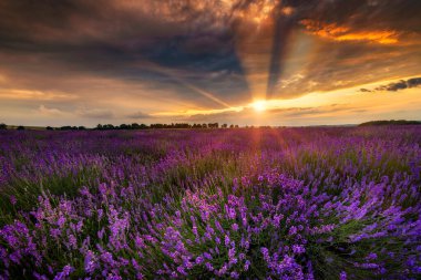 Güzel lavanta tarlası günbatımı manzarası