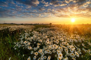 Papatya tarlasında güzel bir yaz gündoğumu