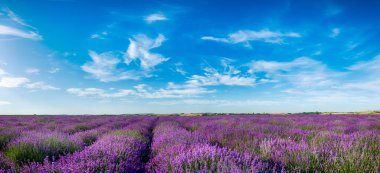Mavi bulutlu gökyüzüne karşı güzel lavanta tarlası - panorama