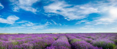Mavi bulutlu gökyüzüne karşı güzel lavanta tarlası - panorama