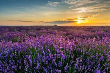 Güzel lavanta tarlası günbatımı manzarası