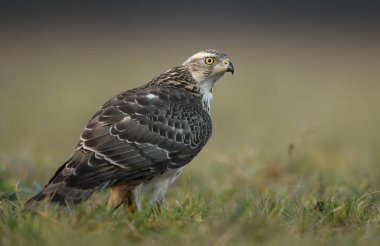 Kuzey Şahini (Accipiter gentilis) kapat