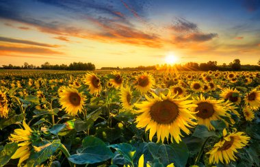 Ayçiçeği tarlasında güzel gün batımı