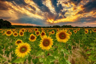 Ayçiçeği tarlasında güzel gün batımı
