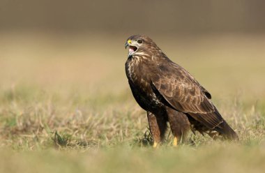 Yaygın akbaba (Buteo buteo) kapat