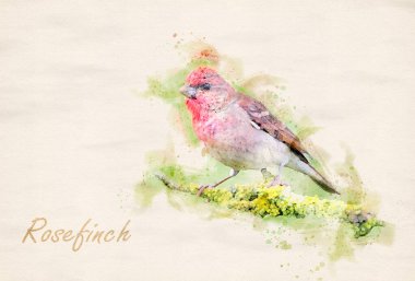 Genel gül ağacı (carpodacus erythrinus) erkek su boyası resmi