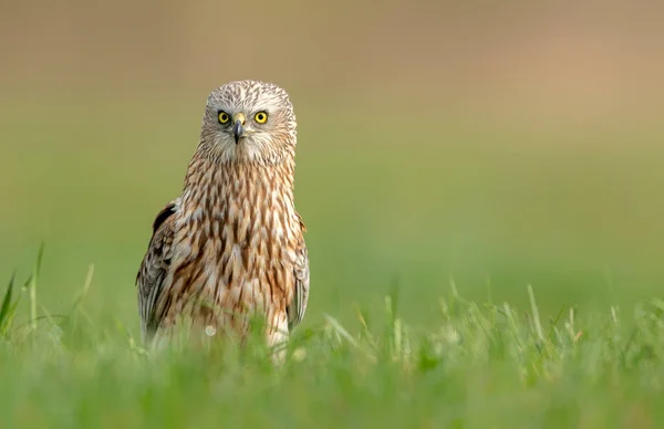 Western Marsh Harrier Circus Aeruginosus — 图库照片