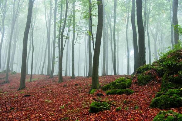 Foggy Formiddag Grønn Skog – stockfoto