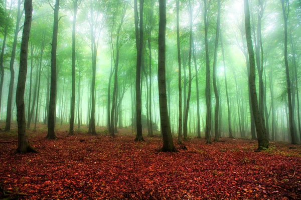 在绿林中的雾天早晨 — 图库照片