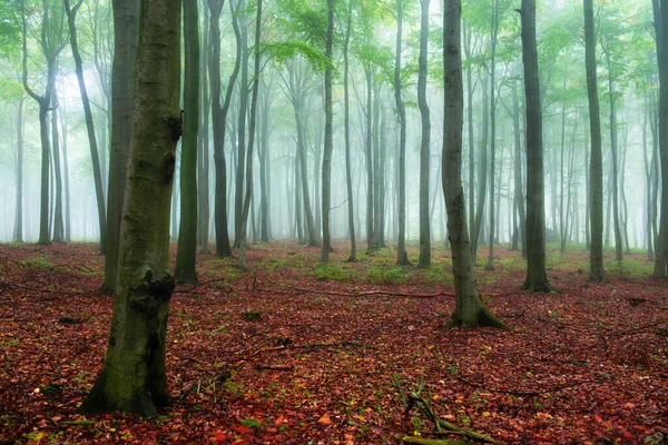 Manhã Nebulosa Floresta Verde — Fotografia de Stock