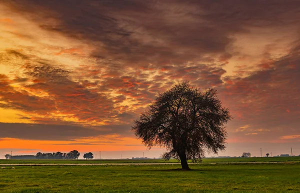 Árbol Solitario Sobre Fondo Cielo Colorido Durante Puesta Del Sol —  Fotos de Stock